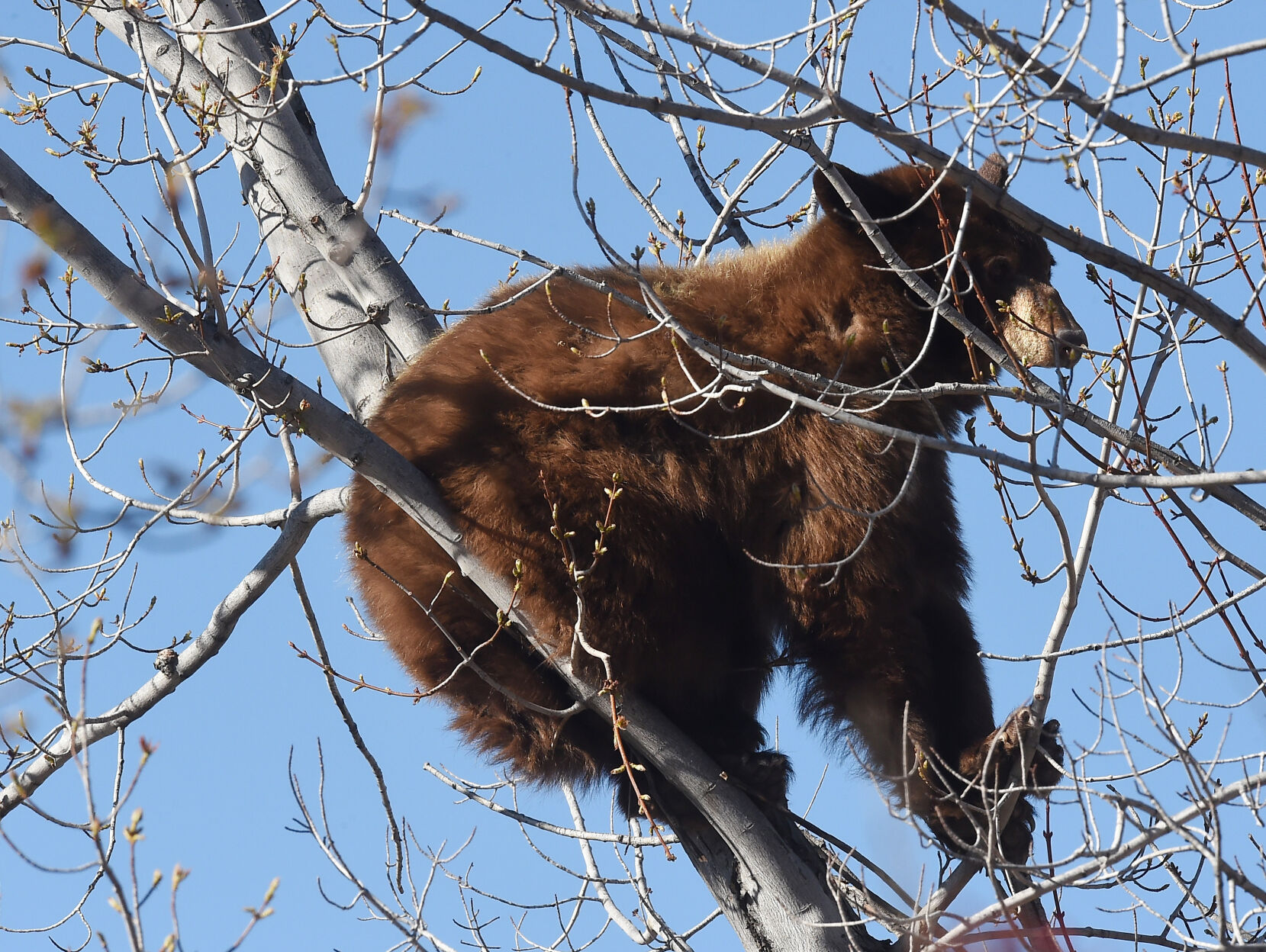 043121-news-bear 01.JPG